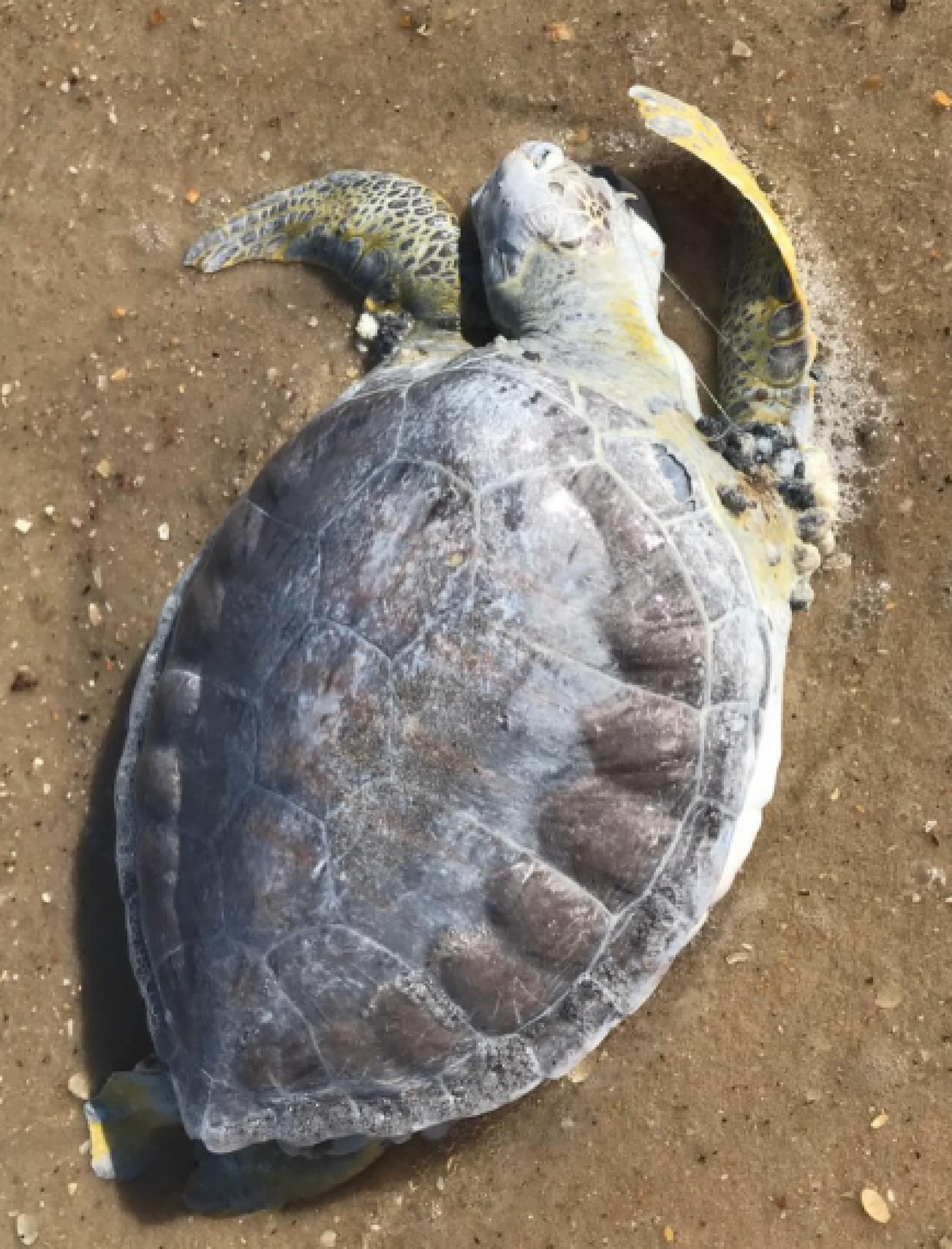 Animais marinhos foram encontrados mortos em Saquarema - Reprodução/Internet