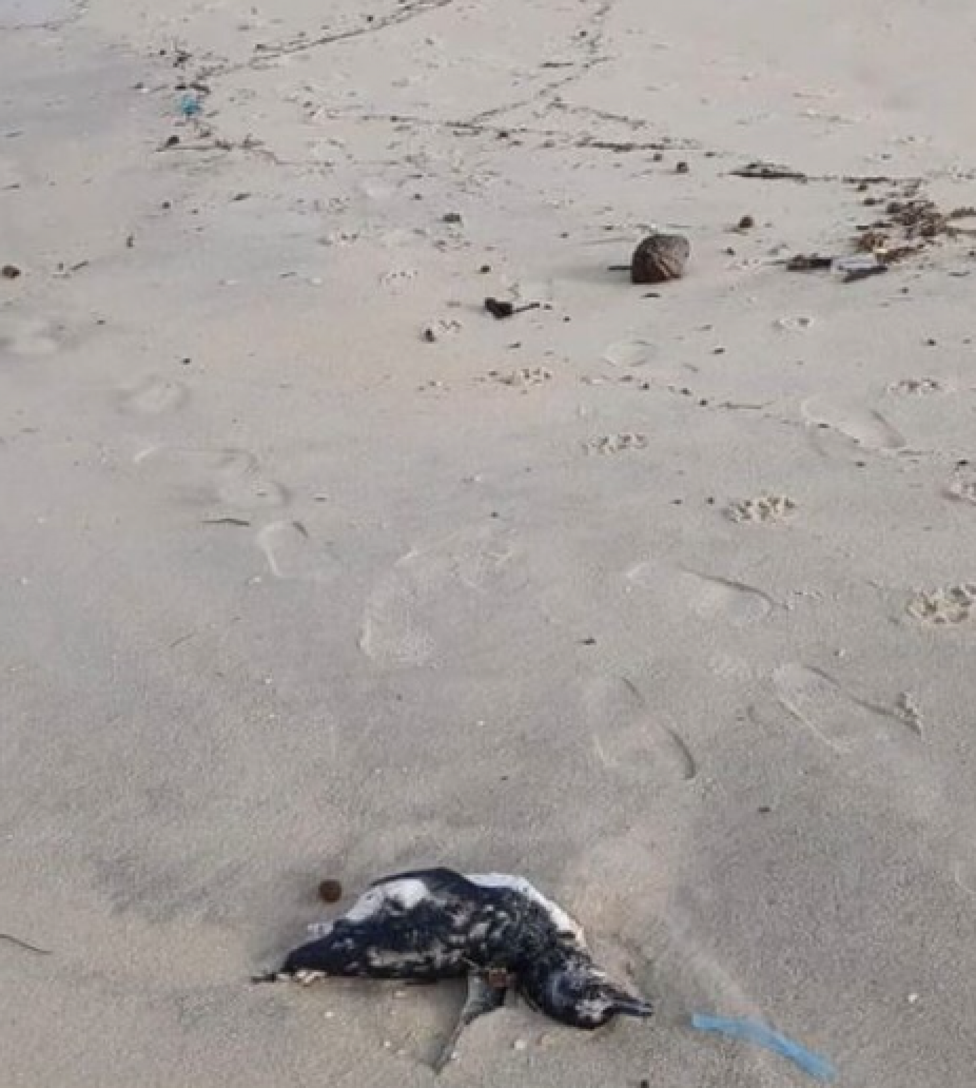 Animais marinhos foram encontrados mortos em Saquarema - Reprodução/Diogo Fraces