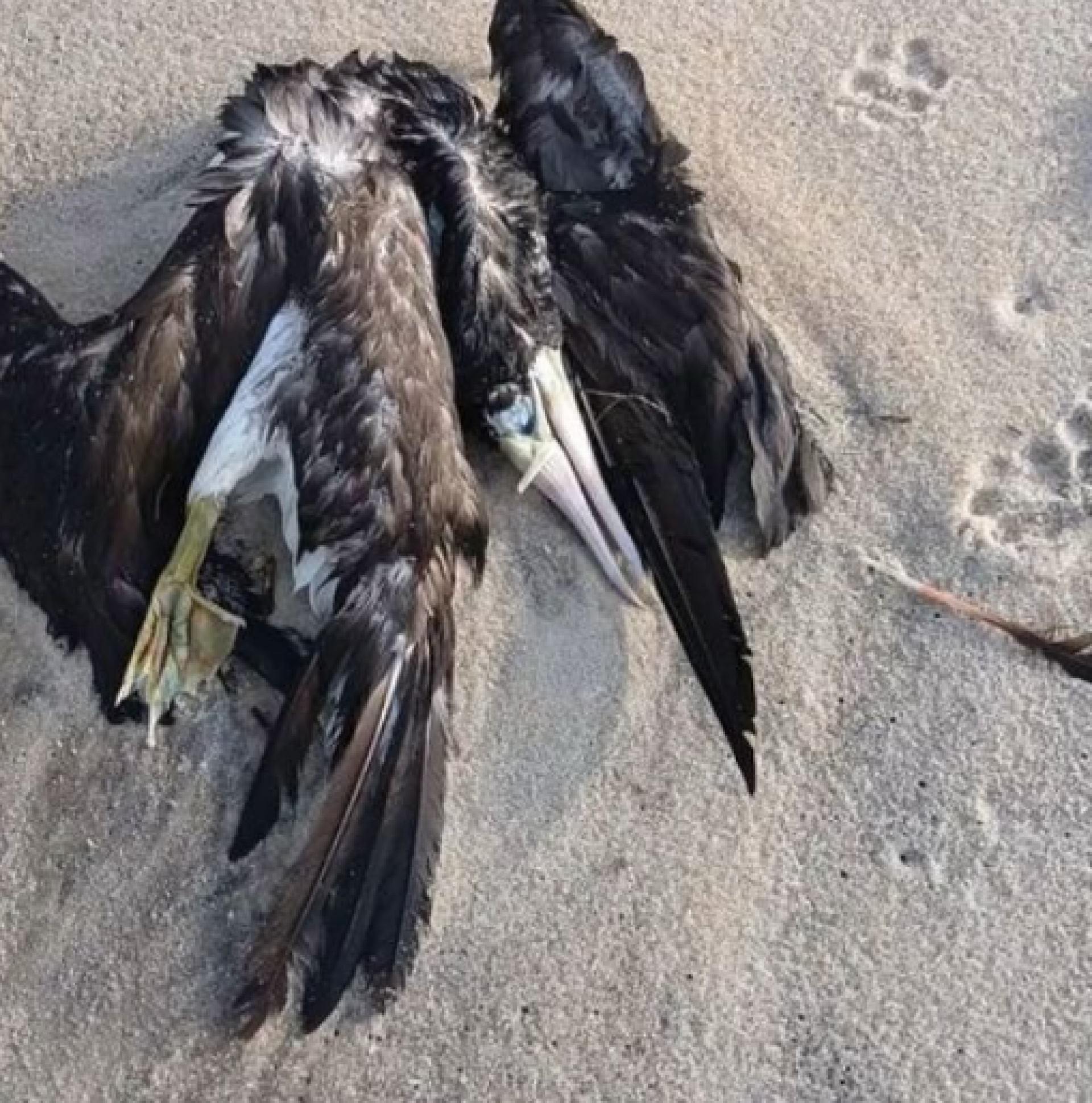 Pássaro da família mergulhão foi encontrado morto na última quinta-feira (11) em Saquarema - Reprodução/Diogo Fraces