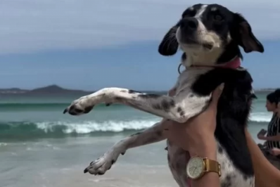 Lei que permite livre circulação de cachorros nas praias de Cabo Frio é sancionada