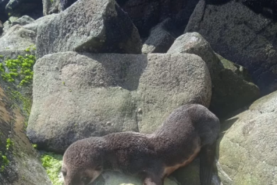 Filhote de lobo-marinho é resgatado em Arraial do Cabo