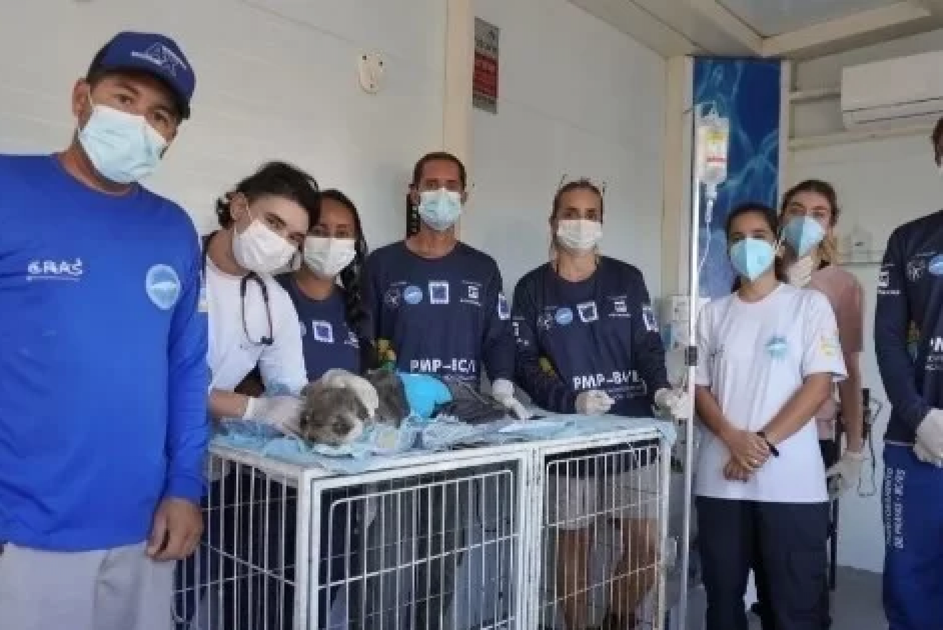 Resgate faz parte da execução do Projeto de Monitoramento de Praias da Bacia de Campos e do Espírito Santo (PMP-BC/ES), uma exigência do licenciamento ambiental federal conduzido pelo Ibama - Reprodução/ LN Notícias