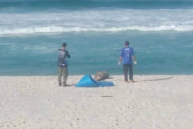 Golfinho e pinguim são encontrados mortos na Praia de Figueira, em Arraial