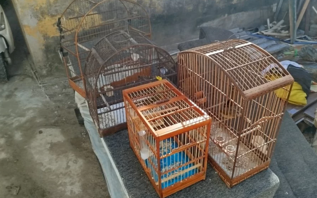 Pássaros silvestres 