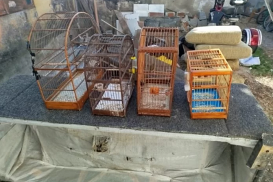 Sete pássaros silvestres são resgatados de cativeiro em Cabo Frio