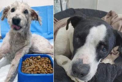 Cachorros são abandonados às margens do Rio Piraquê