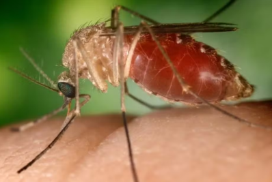 Pernambuco cria comitê para enfrentamento à febre do Oropouche