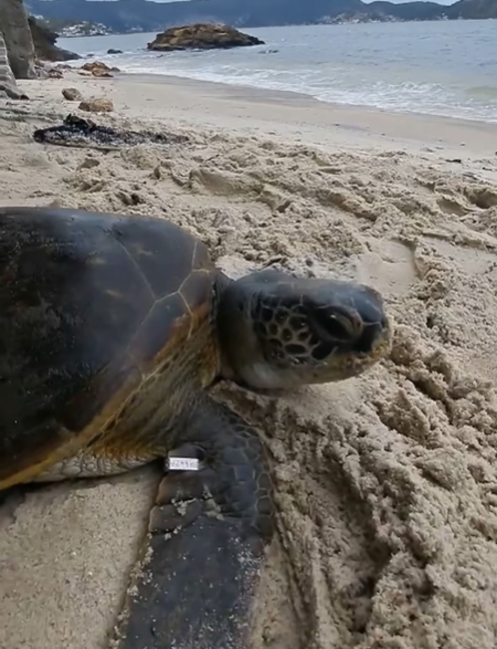 Tartaruga foi resgatada na Praia das Flechas, em Niterói