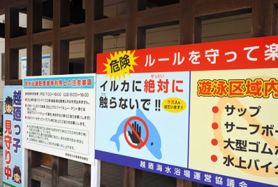 Japão emite alerta sobre mordidas de golfinhos em região central do país