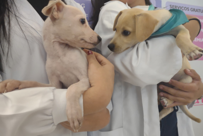 Nova Iguaçu realiza feira de adoção de pets nesta sexta-feira