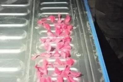 Polícia Militar apreende drogas em Cabo Frio após denúncia anônima