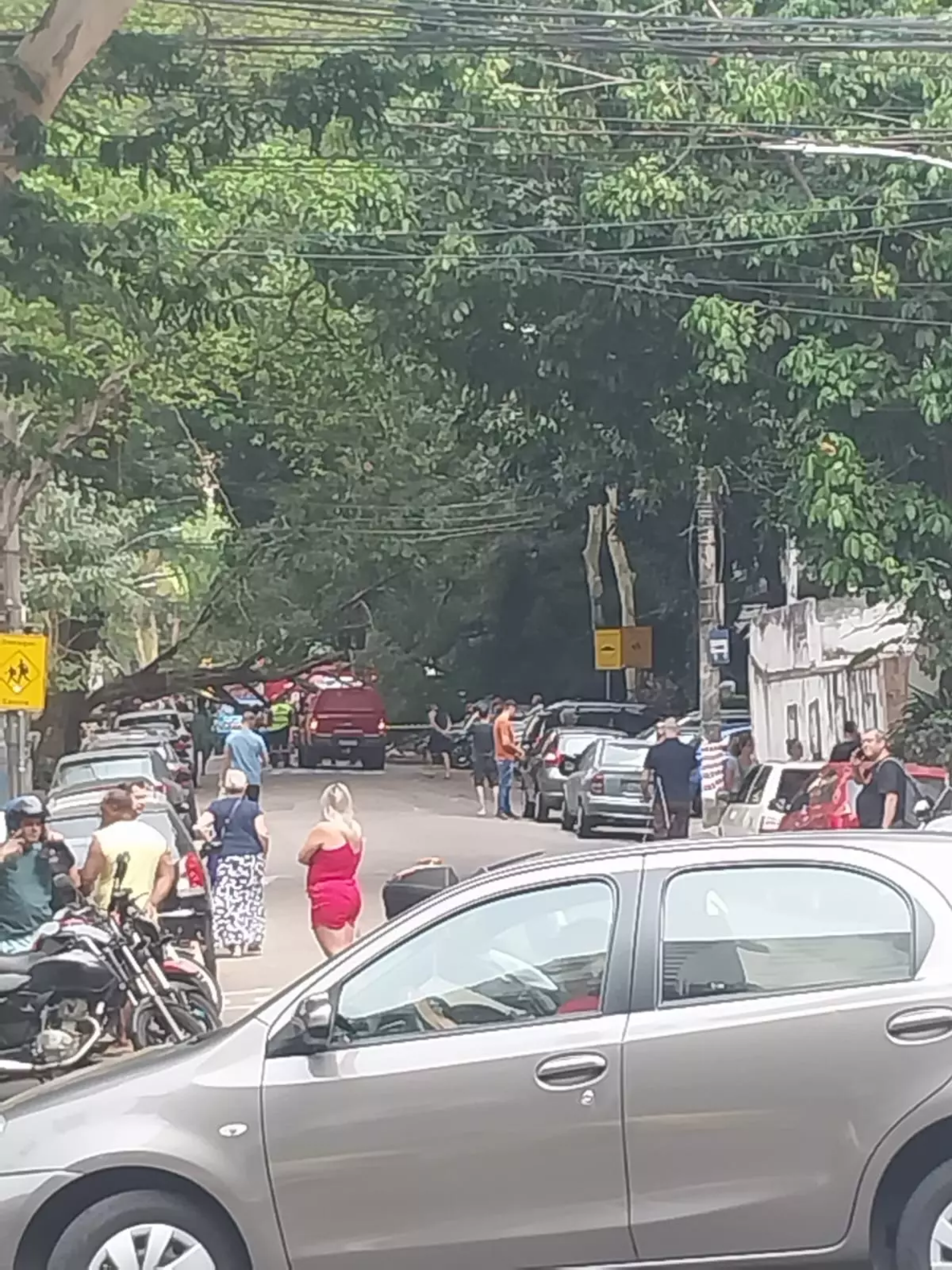 Árvore cai e interdita Rua General Glicério, no bairro Laranjeiras