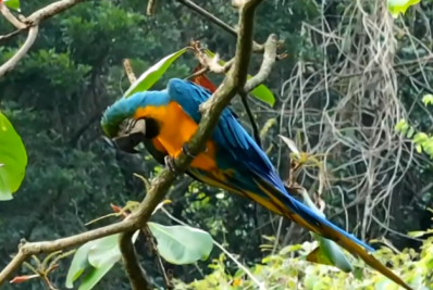 Arara-azul é encontrada machucada em São Conrado