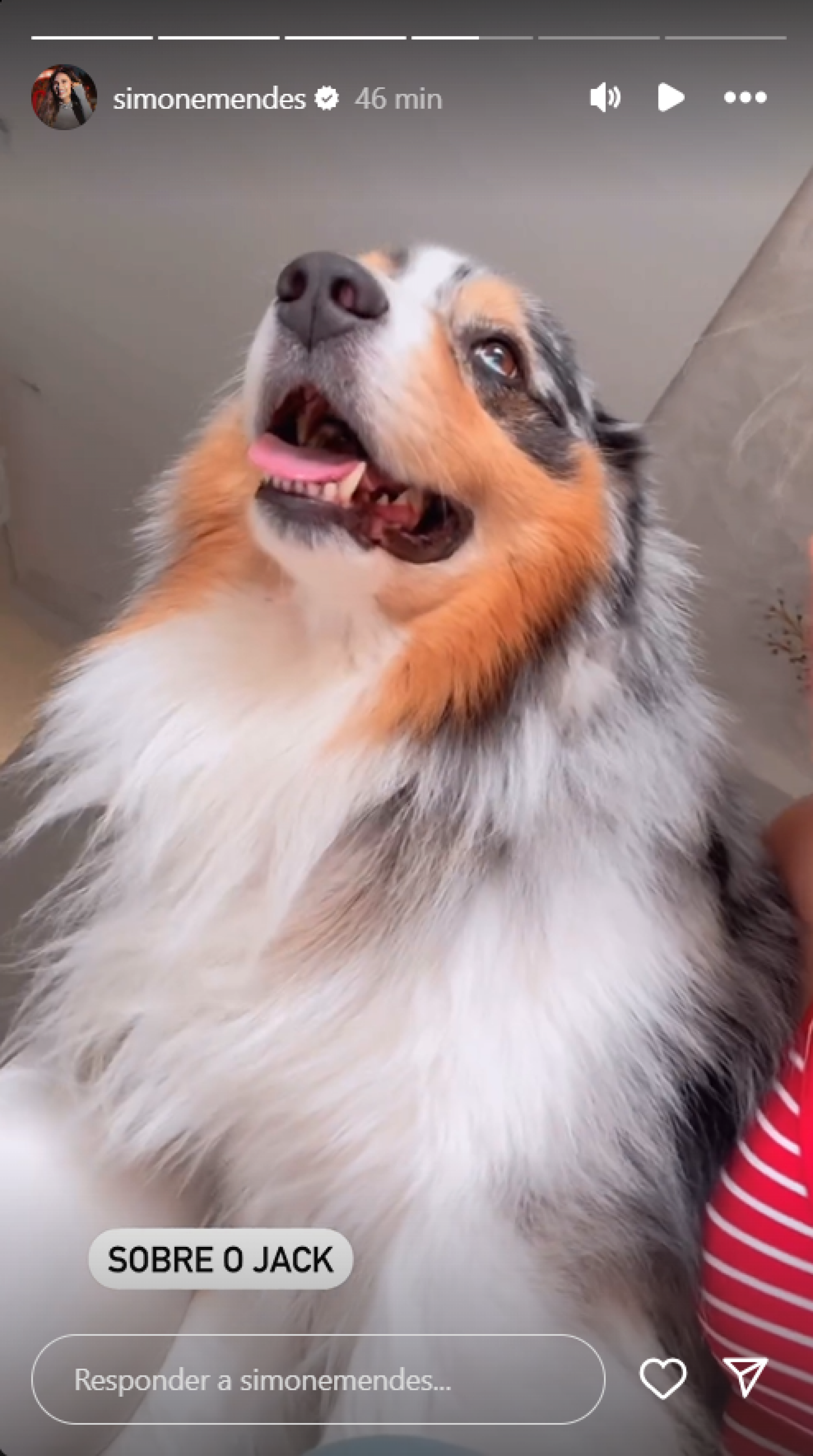 Simone Mendes reage após ser criticada por fuga de cachorro: 'Biscoito' - Foto: Reprodução