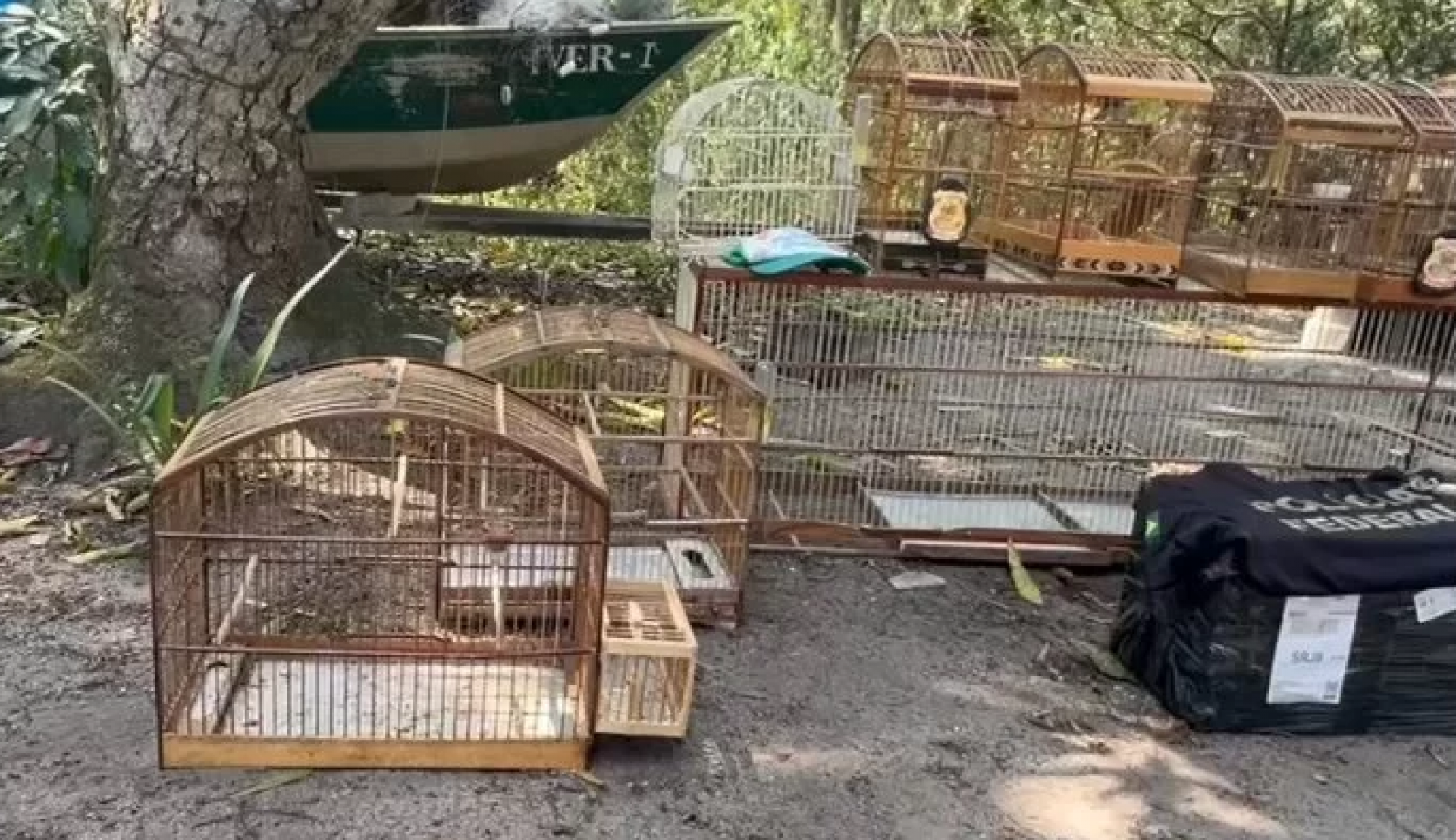 Tráfico nacional e internacional de micos-leões-dourados, espécie endêmica e ameaçada de extinção no Brasil