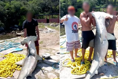Homens são multados por captura ilegal de tubarão-martelo em Arraial do Cabo