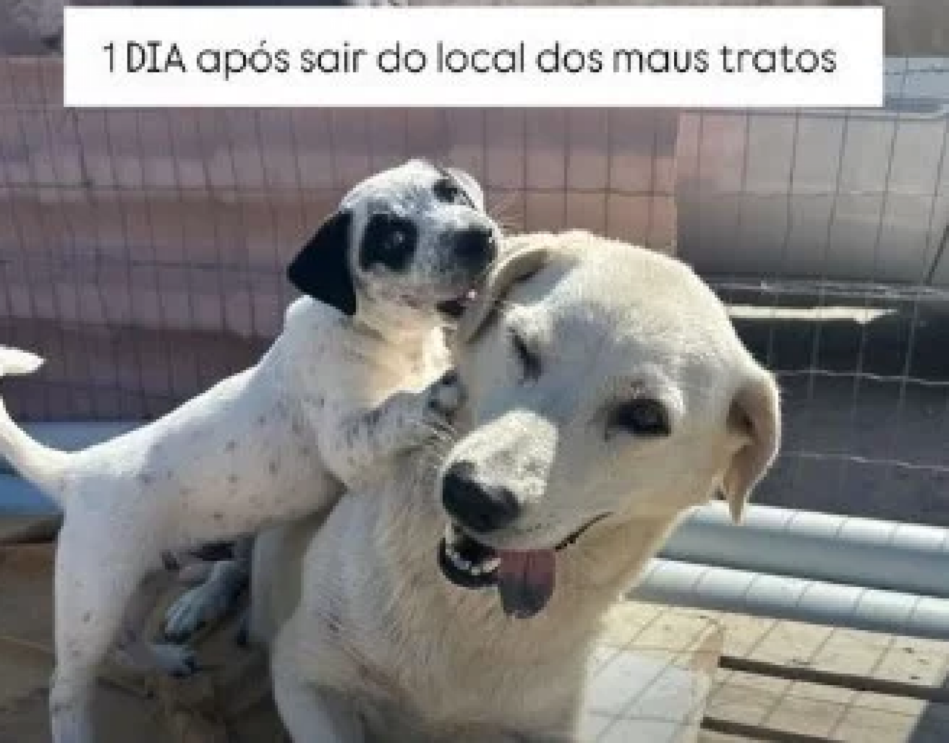 Em recupera&ccedil;&atilde;o - Reprodu&ccedil;&atilde;o/Rede social 