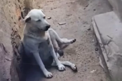 Grupo de voluntários resgata cadela vítima de suposto abuso sexual em Arraial do Cabo