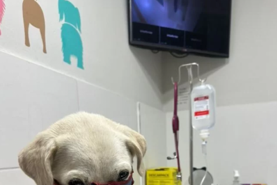 Cadela vítima de suposto abuso sexual em Arraial segue internada à espera de resultado dos exames