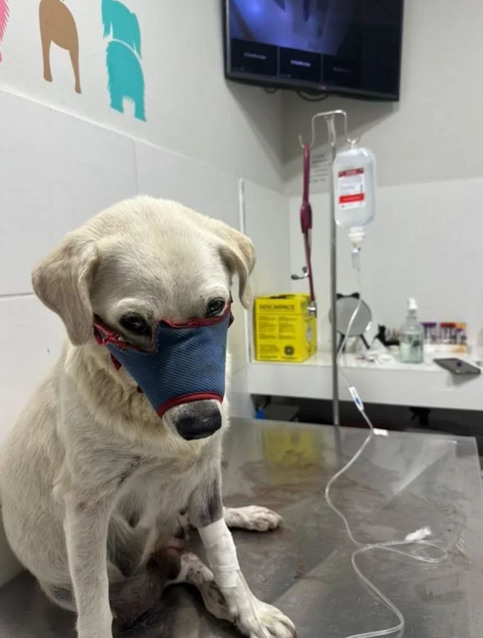 Cadela vítima de suposto abuso sexual