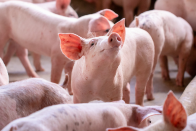 Peste suína africana põe em risco produção de presunto de cru, que movimenta 20 bi de euros