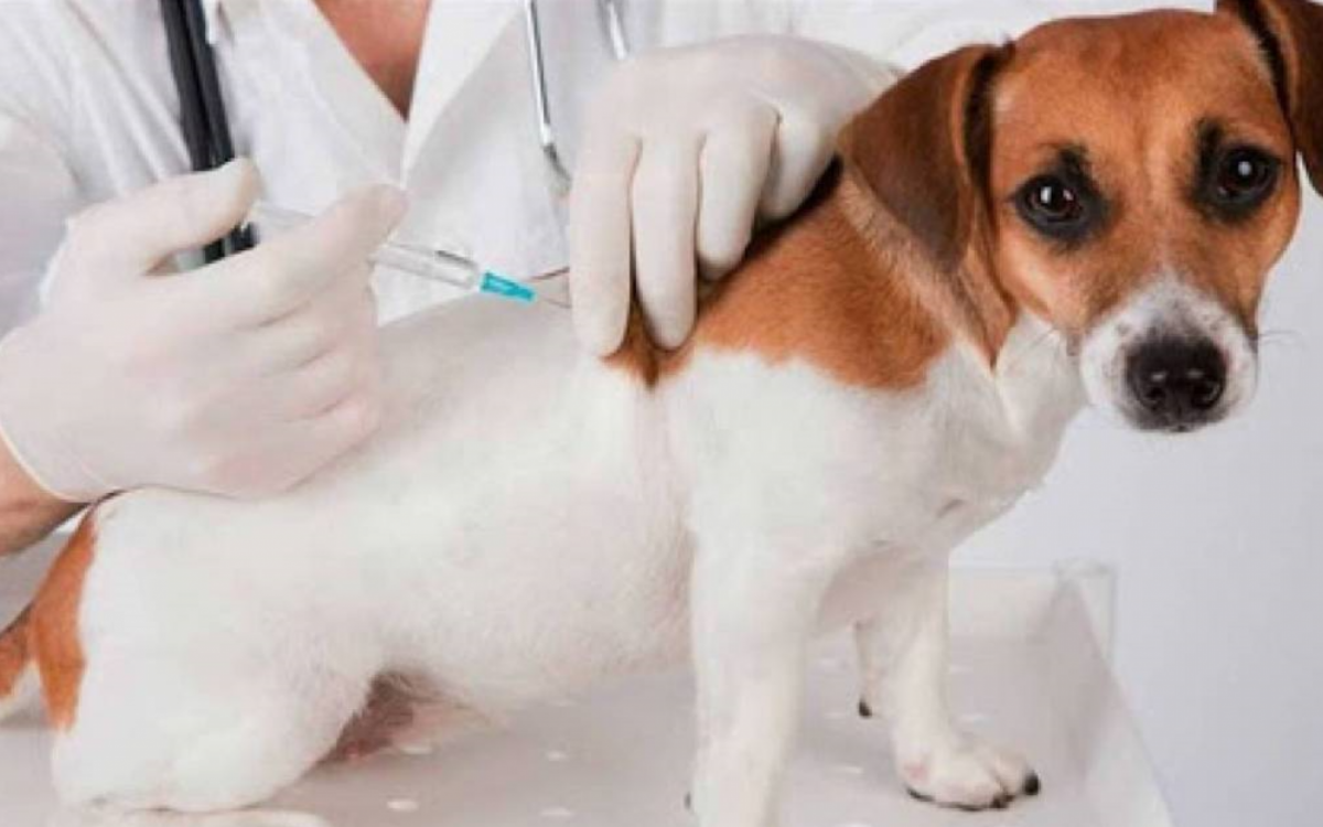 Vacinação Anitrrábica 