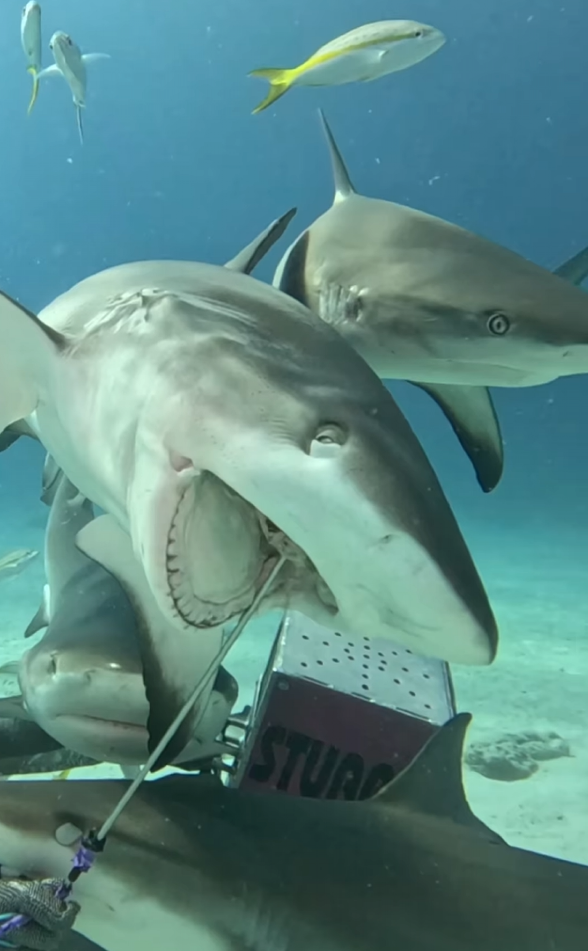 Luciano e Benício Huck mergulham com tubarões - reprodução Instagram