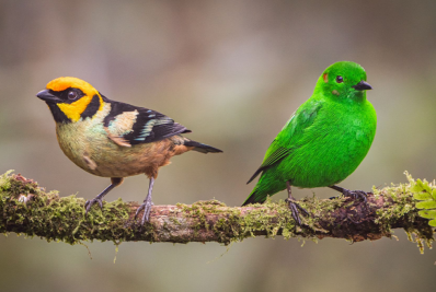 Mais de 40 pássaros 'cantam' hino colombiano às vésperas da COP16