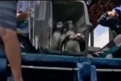 Pinguins-de-Magalhães reabilitados são soltos em Arraial do Cabo