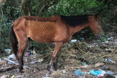 Moradores da Estrada do Guriri, em Cabo Frio, pedem socorro para cavalo doente abandonado
