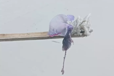 Caravela-portuguesa é encontrada na Praia das Dunas, em Cabo Frio