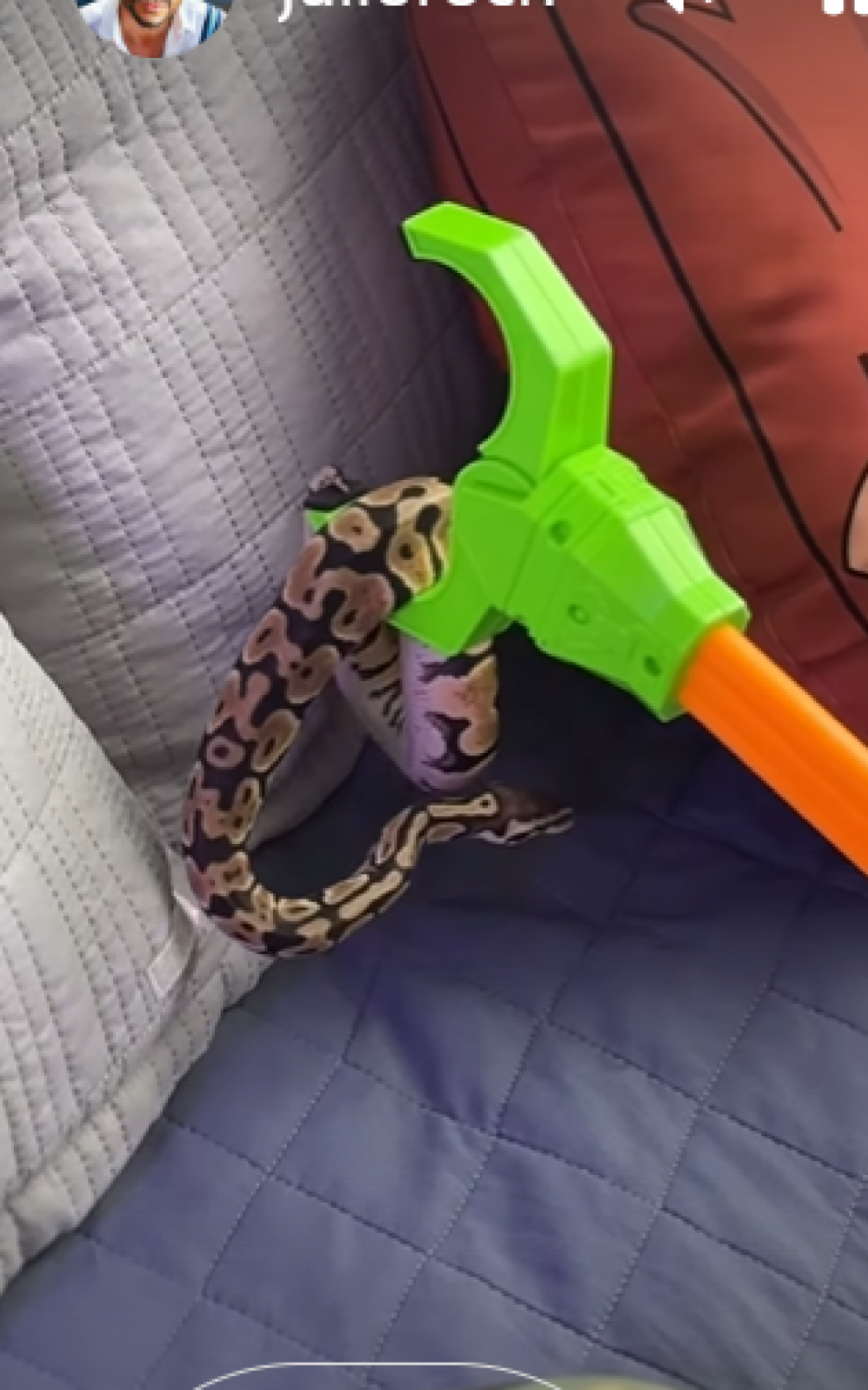 Julio Rocha encontra cobra na cama dos filhos - Reprodução/Instagram