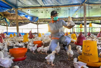 Brasil retoma exportações de frango com reabertura de mercados internacionais