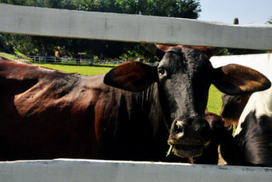 Criadores de Magé têm até dia 30 para atualizar cadastro de rebanhos
