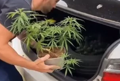 Após denúncia anônima, Polícia Civil descobre plantação de maconha em residência de casal em Iguaba