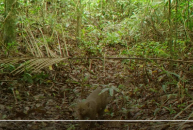 Maricá faz segundo flagrante de gatos-mouriscos por câmeras de monitoramento