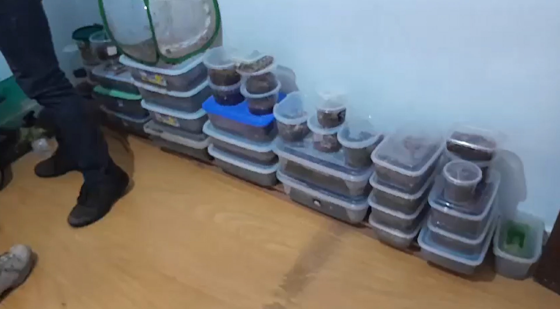 Animais exóticos, vendidos pela internet, eram confinados em gaiolas e caixas - Divulgação / PF