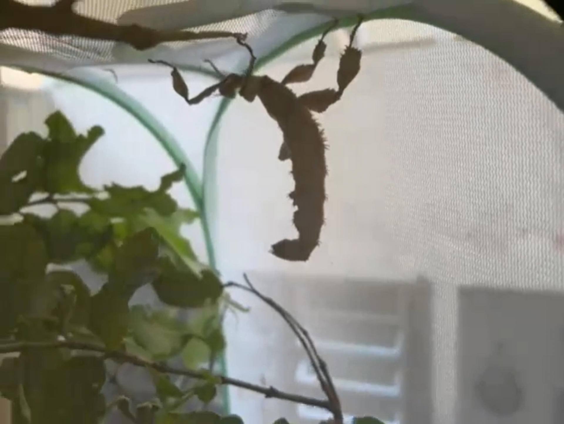 Animais exóticos, vendidos pela internet, eram confinados em gaiolas e caixas - Divulgação / PF 