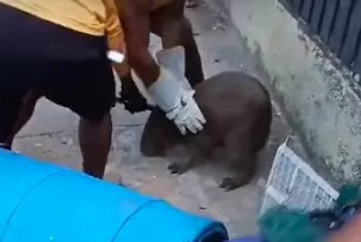 Capivara é resgatada e devolvida à natureza em Cabo Frio