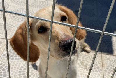 Itaipuaçu recebe feira de adoção de animais no próximo sábado