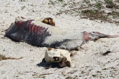 Cadáver de cavalo permanece exposto há meses em Cabo Frio