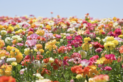 Exposição ‘Flores de Holambra’ acontece de 14 a 21 de dezembro na Praça Menino João Hélio