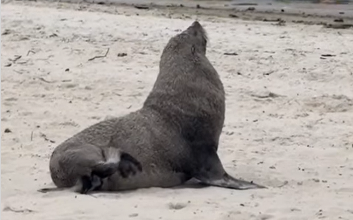 Lobo-marinho apareceu, na manhã deste domingo (22), na Praia de São Francisco