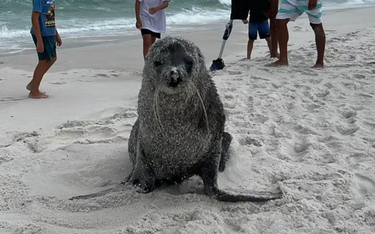 Lobo-marinho Joca passou pelo Rio, Niter&oacute;i e Maric&aacute; antes de chegar em Arraial do Cabo