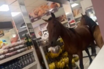 Vídeo: cavalos invadem padaria e tentam 'roubar' panetones