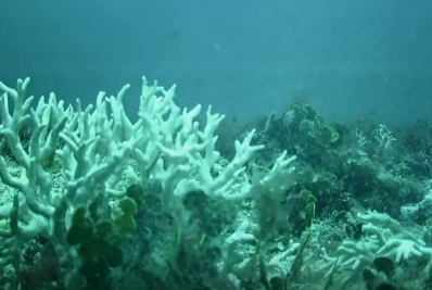 Relatório indica intensa mortalidade de corais no Nordeste em 2024
