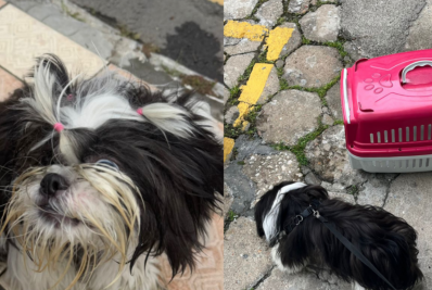 Mulher é presa por deixar cachorro preso no carro em dia de calor intenso em SC