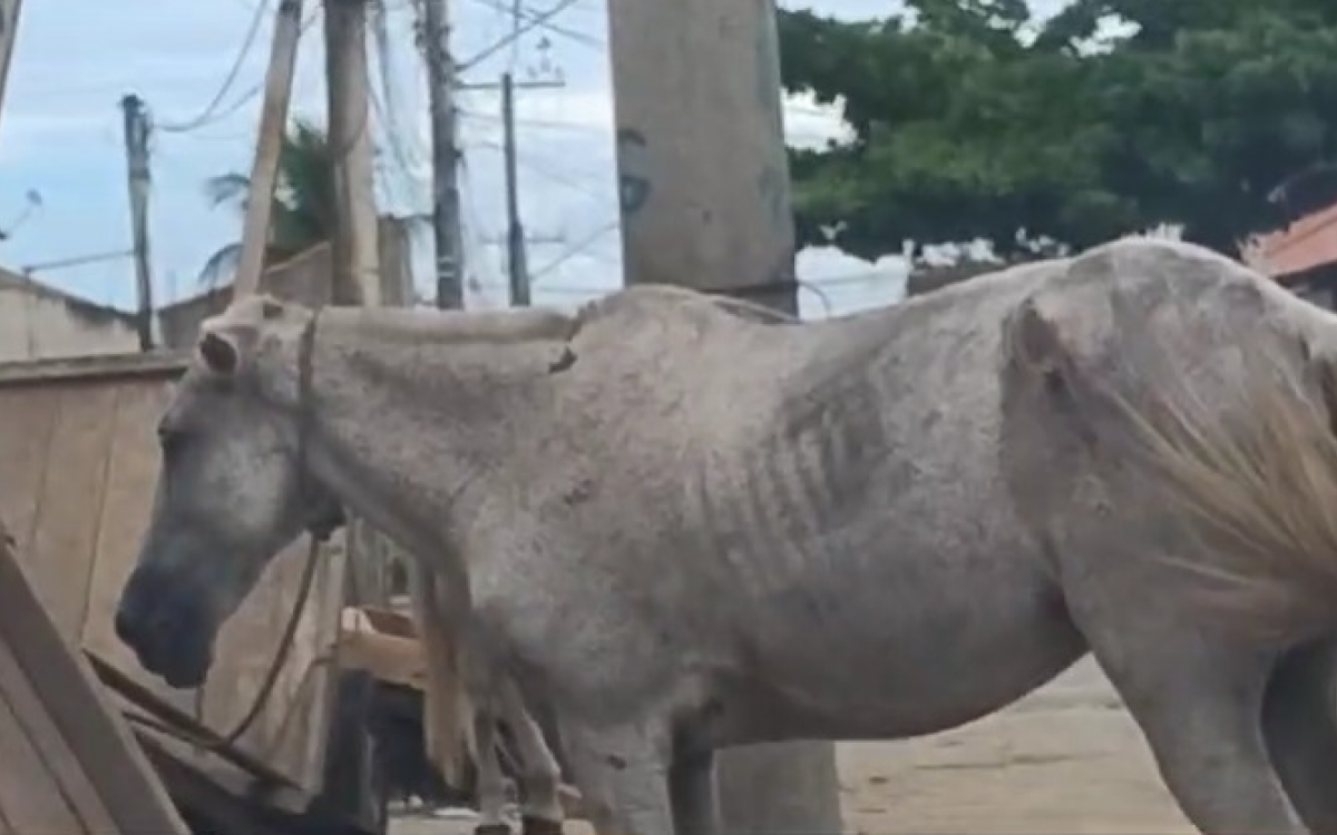 De acordo com os relatos, o problema persiste há mais de 10 anos, sem qualquer intervenção por parte das autoridades - Arquivo pessoal