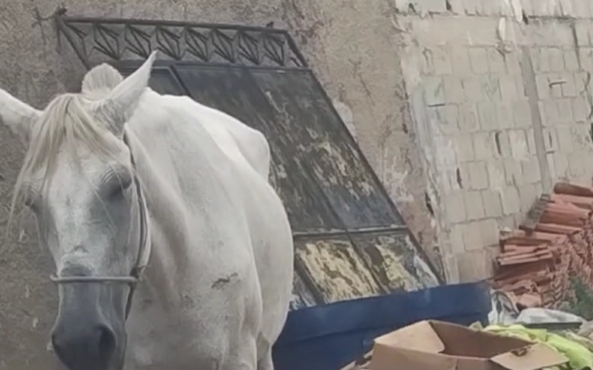 Animais não recebem os cuidados básicos - Arquivo pessoal