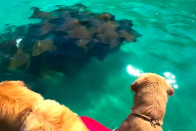 Cardume de arraias é flagrado na Praia do Farol, em Arraial do Cabo